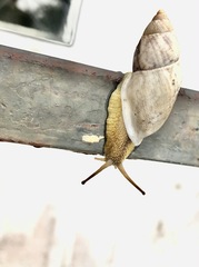 Plekocheilus sinuatus