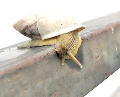 Plekocheilus sinuatus