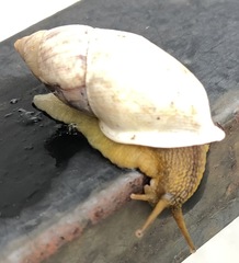 Plekocheilus sinuatus