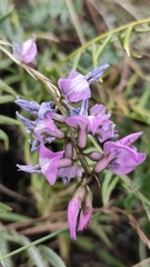 Oxytropis coerulea