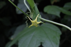 Cyclanthera carthagenensis image