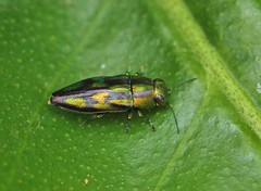 Melobasis purpurascens