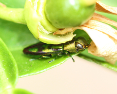 Melobasis purpurascens