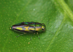 Melobasis purpurascens