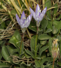 Campanula scabrella