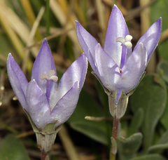 Campanula scabrella