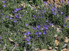 Campanula scabrella