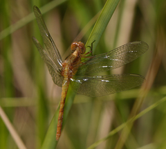 Erythrodiplax basifusca