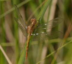 Erythrodiplax basifusca