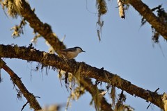 Sitta europaea asiatica
