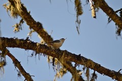 Sitta europaea asiatica
