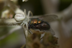 Thomisidae