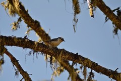 Sitta europaea asiatica