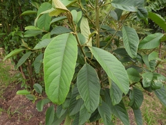 Citharexylum subflavescens