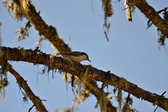 Sitta europaea asiatica