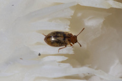 Derodontus esotericus