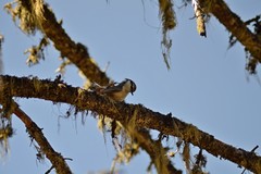 Sitta europaea asiatica