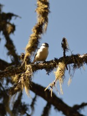 Sitta europaea asiatica
