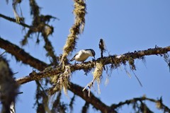 Sitta europaea asiatica