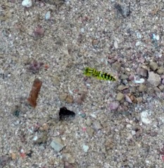 Stictia signata