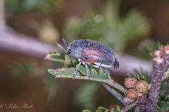 Megalostomis dimidiata