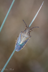 Oebalus