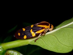 Phymatostetha perspicillaris
