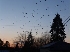 Corvus brachyrhynchos