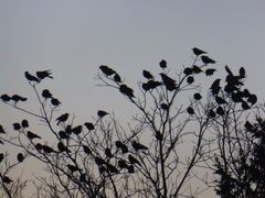 Corvus brachyrhynchos