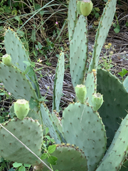 Opuntia tunoidea