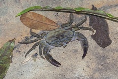 Potamidae
