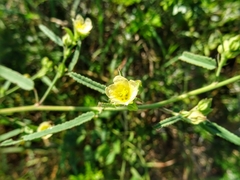 Sida elliottii