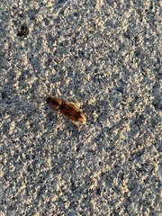 Aeolus mellillus