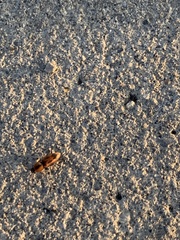 Aeolus mellillus