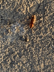 Aeolus mellillus