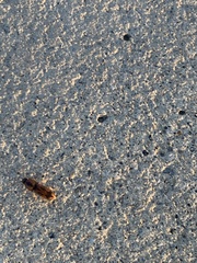 Aeolus mellillus