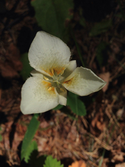 Calochortus apiculatus