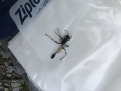 Eremnophila