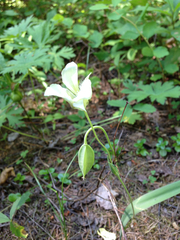 Calochortus apiculatus