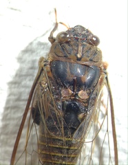 Birrima varians