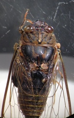 Birrima varians