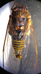 Birrima varians