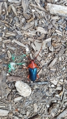 Stenaspis verticalis insignis