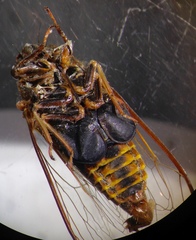 Birrima varians
