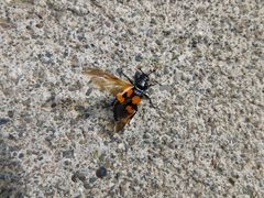 Nicrophorus investigator