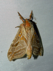 Sthenopis argenteomaculatus