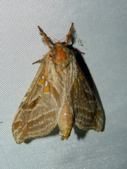 Sthenopis argenteomaculatus