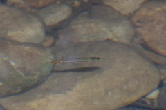 Rasbora sarawakensis