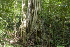 Ficus dendrocida
