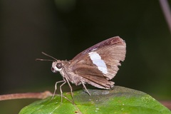 Notocrypta clavata